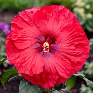 Hibiscus Summerific&reg; Valentines Crush Rose Mallow