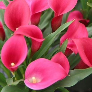 Zantedeschia Callafornia&reg; Red Calla Lily Bulb