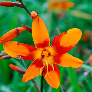 Crocosmia Emily McKenzie Falling Stars Bulbs | Jackson & Perkins