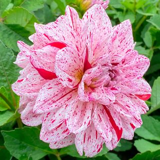 Dahlia Go Go Speckled Decorative Dahlia Bulb