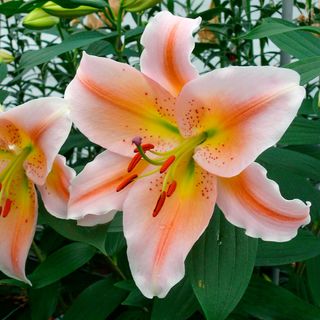 Lilium Salmon Party Oriental Lily Bulbs
