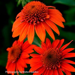 Echinacea Sombrero&reg; Fiesta Orange Coneflower