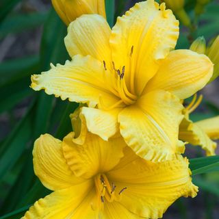Hemerocallis Fragrant Returns Daylily