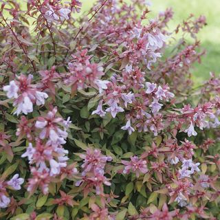 Abelia Poco Loco&trade;