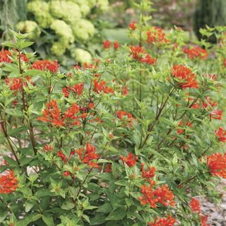 Bouvardia Estrellita&trade; Scarlet Firecracker Bush