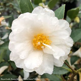 Camellia Just Chill&reg; Double White