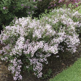 Deutzia Yuki Kabuki&trade;