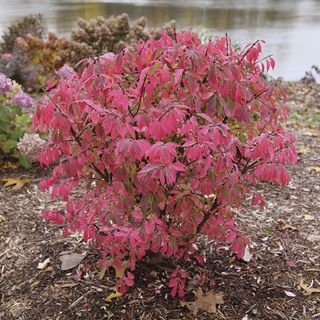 Euonymus Fire Ball Seedless&trade; Burning Bush