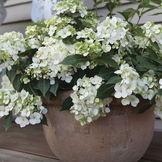 Hydrangea Fairytrail&trade; White Cascade Hydrangea