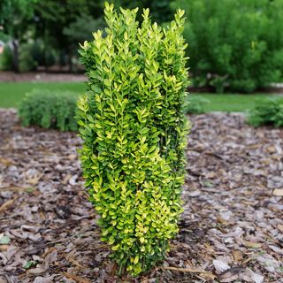 Ilex Glow Stick&trade; Japanese Holly