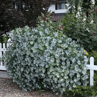 Lonicera Kintzleys Ghost&reg; Grape Honeysuckle