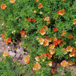 Dasiphora Happy Face&reg; Orange Potentilla