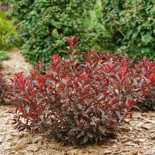 Prunus Stay Classy&trade; Sand Cherry