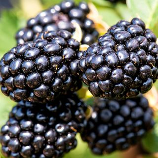 Rubus Taste of Heaven&trade; Thornless Blackberry