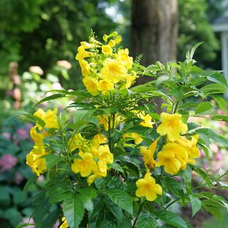 Tecoma Chicklet&reg; Gold Trumpet Bush