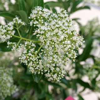 Viburnum Yardline&trade; Snowball Bush