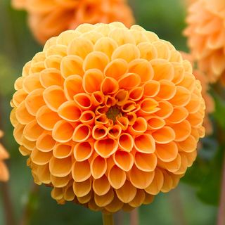 Dahlia Sylvia Pompon Bulb