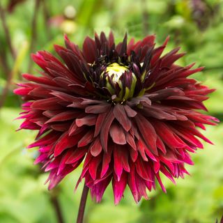 Dahlia Black Touch Fimbriata (Decorative x Semi Cactus) Dahlia Bulb