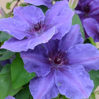 Clematis Boulevard&reg; Ravel&trade;