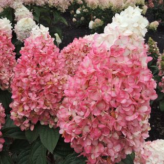 Hydrangea Magical&reg; Ruby Snow Panicle Hydrangea