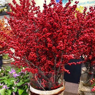 Ilex Magical&reg; Amaranth Winterberry