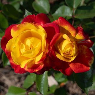 Sunbelt&reg; Garden Flame&trade; Floribunda Rose