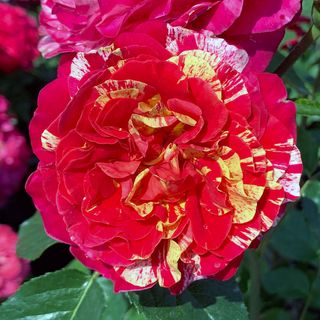 Winning Streak&trade; Floribunda Rose