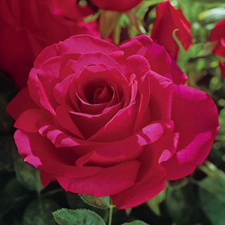 Voluptuous! Hybrid Tea Rose