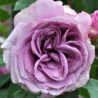 Quicksilver&trade; Arborose&reg; Climbing Rose