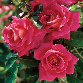 Miss Behavin&trade; Floribunda Rose
