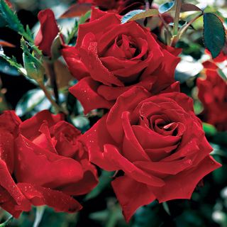 Beloved Hybrid Tea Rose