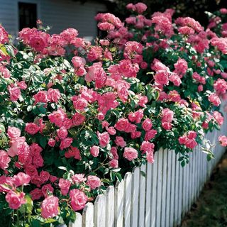 Simplicity Hedge Rose
