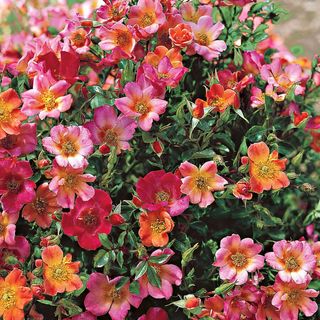 Happy Chappy Groundcover Rose