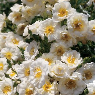 Blossom Blanket&trade; Groundcover Rose