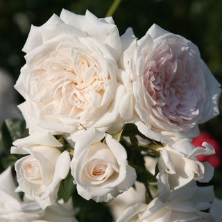 Honeymoon&trade; Arborose&reg; Climbing Rose