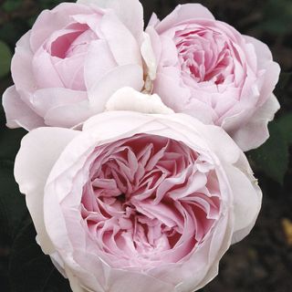 Earth Angel&trade; Parfuma&reg; Floribunda Rose
