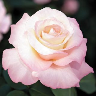 Crescendo&reg; Hybrid Tea Rose