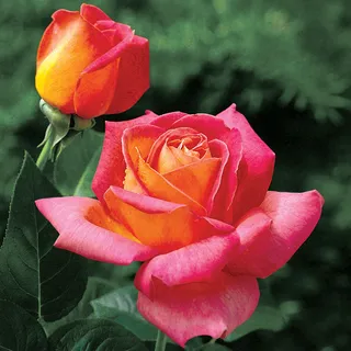 Summer Nights Hybrid Tea Rose | Jackson & Perkins Summer Nights Hybrid Tea Rose | Jackson & Perkins