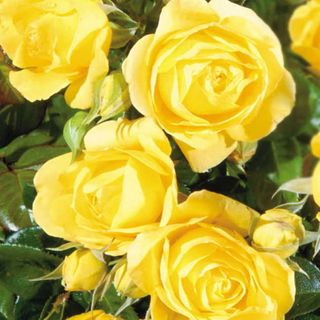 Rose Trees - Patio Rose Trees for Sale | Jackson & Perkins