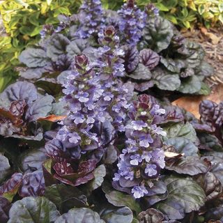Ajuga Black Scallop
