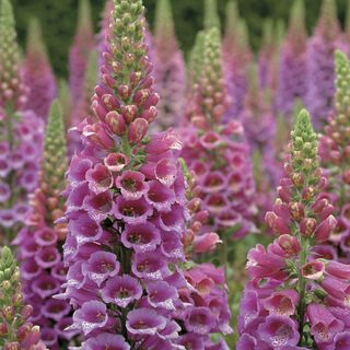 Candy Mountain Foxglove
