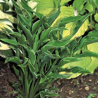 Praying Hands Hosta Plant