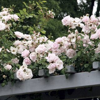 New Dawn Climbing Rose
