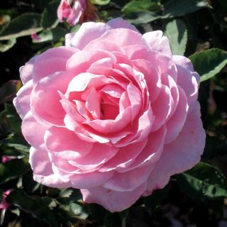 Belindas Dream Shrub Rose