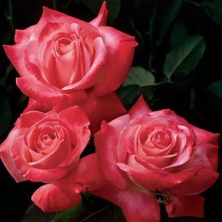 Brigadoon Hybrid Tea Rose