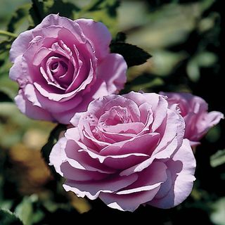 Fragrant Lavender Simplicity Hedge Rose