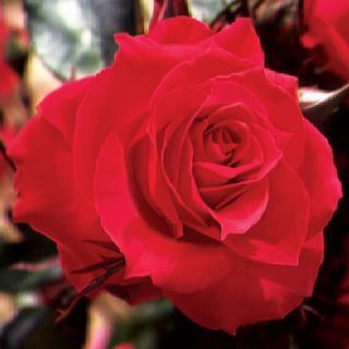 Double Red Simplicity Hedge Rose