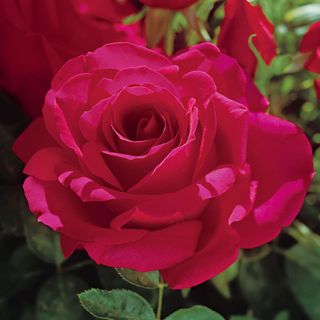Voluptuous! Hybrid Tea Rose