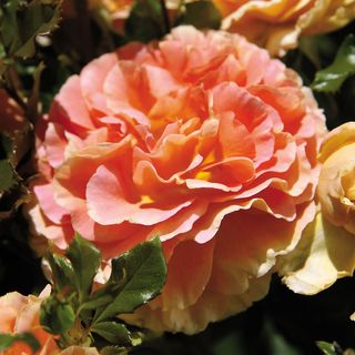 Caribbean Breeze Floribunda Rose