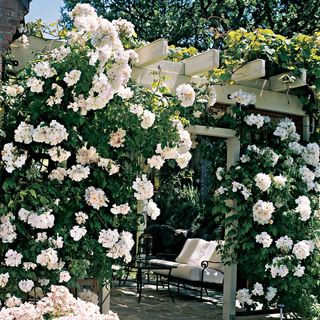 Sally Holmes Climbing Rose